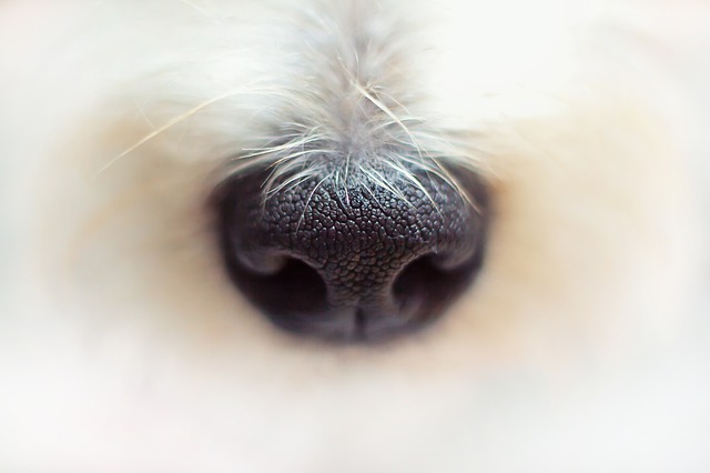 Scent Games for Dogs (K9 Nose Work) 